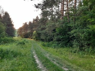 a path in a pine forest leading to a valley
