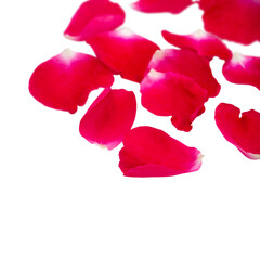 Red rose petals heap isolated transparent png. Shallow focus.Flower gift card for Saint Valentine's day.
Love, affection and passion romantic floral blurred background.