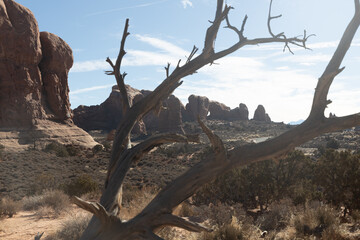 Fototapeta premium tree with no leaves in the desert