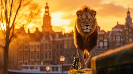 Lion in the city in sunset 