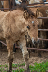 Obraz premium Beautiful thoroughbred horses graze on a ranch on a summer day.