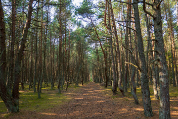 Curonian Spit's Dancing Forest, with its twisting pines creating a mystical pathway, bathed in the soft light of a serene day