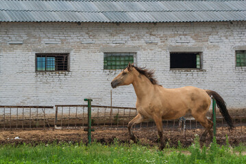 Beautiful thoroughbred horses graze on a ranch on a summer day.
