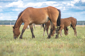 Beautiful thoroughbred horses graze on a ranch on a summer day.