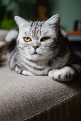 Cute gray silver tabby british shorthair cat with big yellow eyes lays on sofa