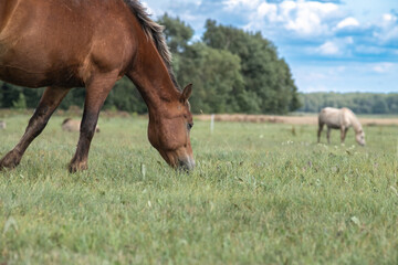 Beautiful thoroughbred horses graze on a ranch on a summer day.