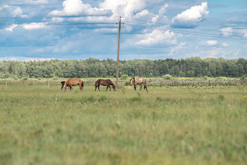 Beautiful thoroughbred horses graze on a ranch on a summer day.