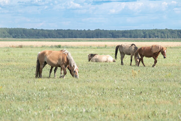Obraz premium Beautiful thoroughbred horses graze on a ranch on a summer day.