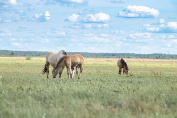 Obraz na płótnie Canvas Beautiful thoroughbred horses graze on a ranch on a summer day.