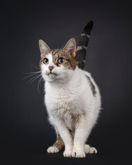 Friendly senior house cat, standing facing front. Looking beside camera with green eyes and melanosis. Isolated on a black background.