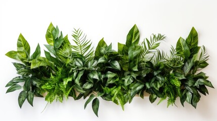 Obraz premium the vibrant green leaves of a tropical plants bush arranged indoors, a minimalist modern style against a white background, accentuating the natural beauty of the foliage.