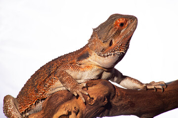 A bearded dragon, resplendent in red hues, sits contentedly perched on a branch against a plain white background.