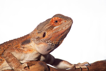 Fototapeta premium A bearded dragon, resplendent in red hues, sits contentedly perched on a branch against a plain white background.