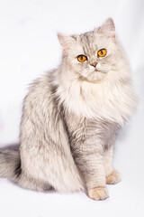 Fototapeta premium This beautiful Persian kitten exudes elegance with its delicate features and a stunning coat of white fluffy fur. The golden, wide eyes speak of...