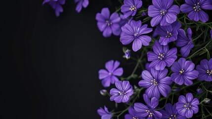 Purple flowers on a black background. Suitable for various uses