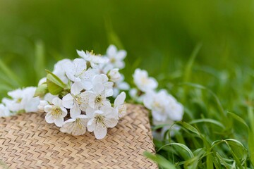 straw bag on green grass covered with pink sakura flowers, copy space