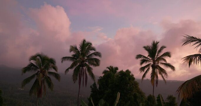 Palm trees in the dusk, Bali Island, Indonesia