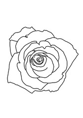 Illustration of rose with white background can be use for kids coloring 