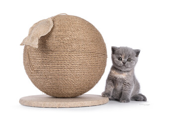 Cute little British Shorthair cat kitten, sitting beside huge sisal rope draped scratching ball...