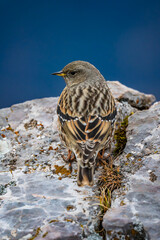 Alpenbraunelle - Prunella collaris - Almenland - Teichalm