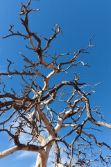 tree with no leaves 