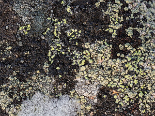 Lichen stone in the snow. Natural winter background. Closeup top view. The nature of the Arctic. Polar region.