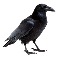 Black carrion crow isolated on transparent background. PNG