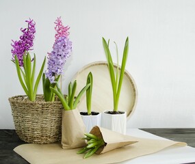 On a wooden background in a wicker basket, spring flowers hyacinths on the table, peat pots, a wooden tray. The concept of spring plant transplantation, spring mood. Front view, close-up