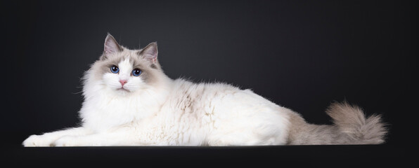 Beautiful young adult blue bicolor Ragdoll cat, laying down side ways. Looking to camera with...
