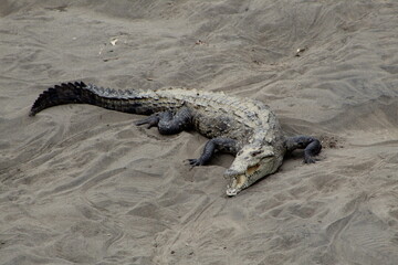 crocodile in the sand