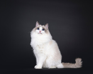 Beautiful young adult blue bicolor Ragdoll cat, sitting up side ways. Looking to camera with mesmerizing blue eyes. Isolated on a black background.