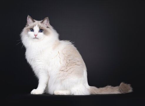Beautiful young adult blue bicolor Ragdoll cat, sitting up side ways. Looking to camera with mesmerizing blue eyes. Isolated on a black background.