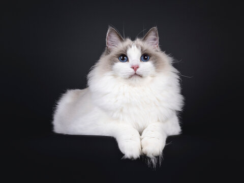 Beautiful young adult blue bicolor Ragdoll cat, laying down facing front on edge. Looking to camera with mesmerizing blue eyes. Isolated on a black background.