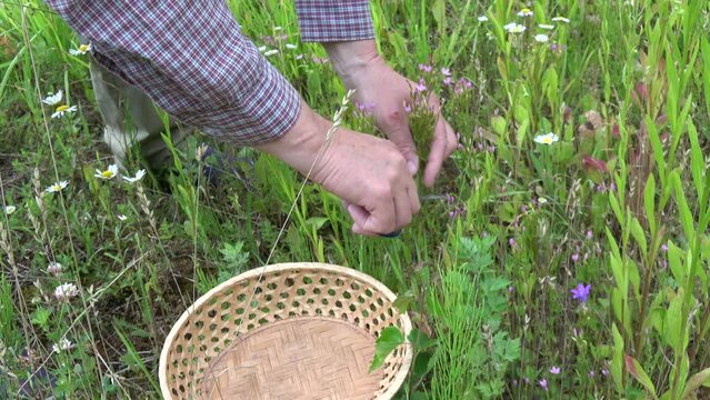 herbalist hands collects common centaury Centaurium erythraea medical herb 