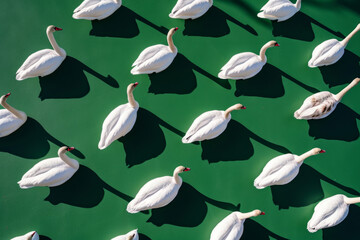 Elegant white swans floating on a green lake, casting shadows, forming a serene and natural pattern