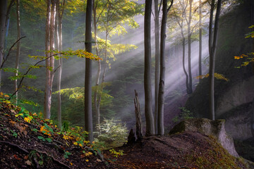 Obraz premium Gorgeous sun rays in the forest during a autumn morning. Magic morning sunlight