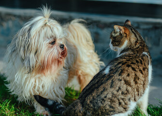 Shih tzu dog and cat in the yard of country house