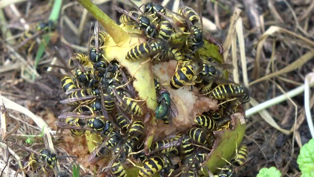 many wasps eating fallen pear in summer garden

