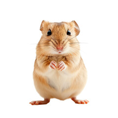 Curious rodent mousegerbil standing on back. Isolated on transparent background. PNG