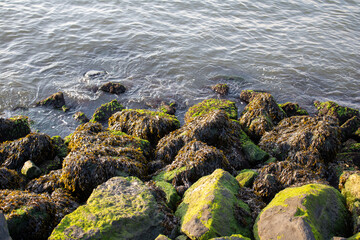 large moss covered rocks are sitting at the edge of the ocean