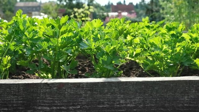 Parsley Growing in the Garden Area. Side View in Sundown Lighting. Petroselinum Crispum is Grown Outdoors. Green background of Spicy Herbs, Close-up. Flat Leaf Italian Parsley Planting in Rows.	

