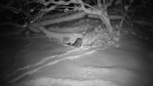 Two raccoon dogs Nyctereutes procyonoides in winter night near cave 