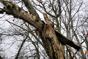 Dead  Sweet Chestnut tree snapped by gale force winds in the woodland
