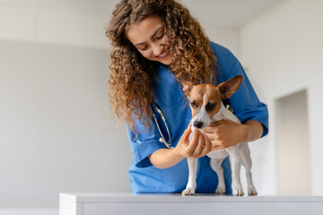 Female vet gives medication to dog during exam - obrazy, fototapety, plakaty