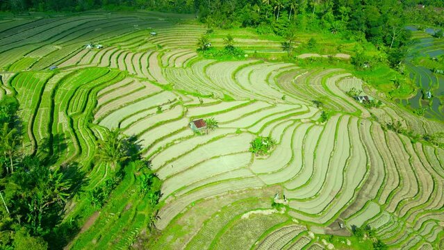 Aerial view on Beautiful green rice terraces in the morning light.