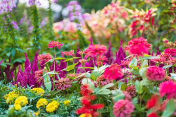 Obraz premium a patch of flowers on display in imminent colors during the spring season