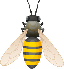 Realistic honey bee from top view with wings extended. Detailed insect design for entomology education. Apiary science and biology vector illustration.