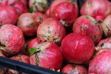 Organic, natural agriculture in the garden of the village house. Pomegranate fruit from the Punica granatum L. family. Photo of a lot of red and pink shiny fruits in a large crate, basket.