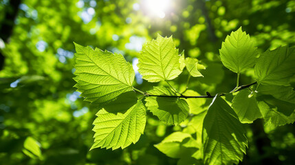 Fototapeta na wymiar The vibrant green leaves in the summer garden create a natural backdrop