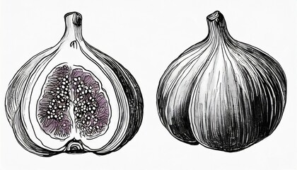 figs set hand drawing for the design of the kitchen cafe restaurant menu